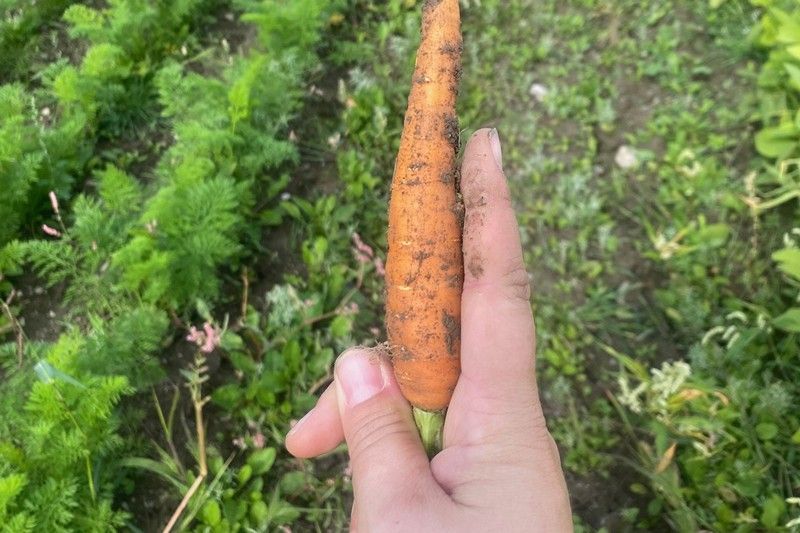 Moisson Estrie recherche des bénévoles pour nourrir l’Estrie